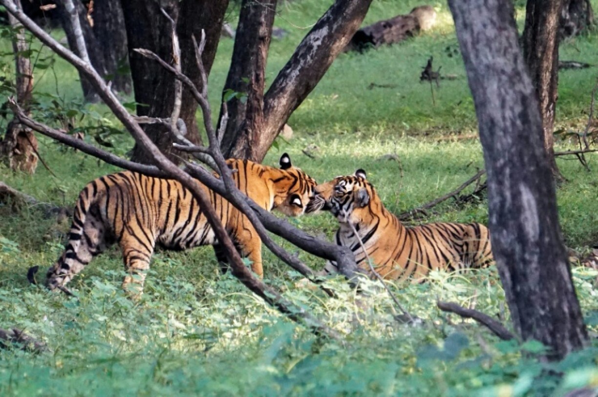 Tigers in India's Ranthambore National Park. Sustained conservation efforts have led to a steady rebound of tiger numbers but the species faces multiple threats