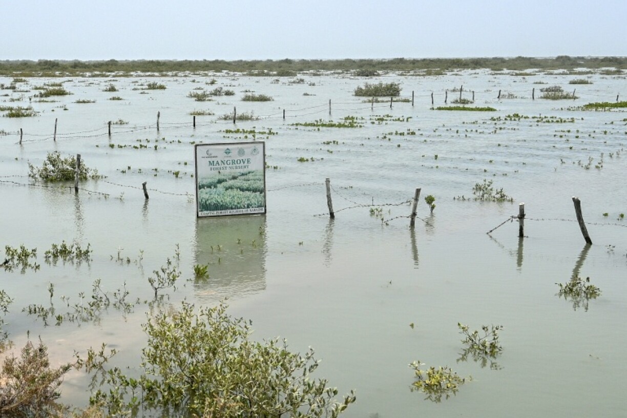 Even as mangroves are restored in some parts of the coastline, land grabbing and residential development projects drive clearing in other areas