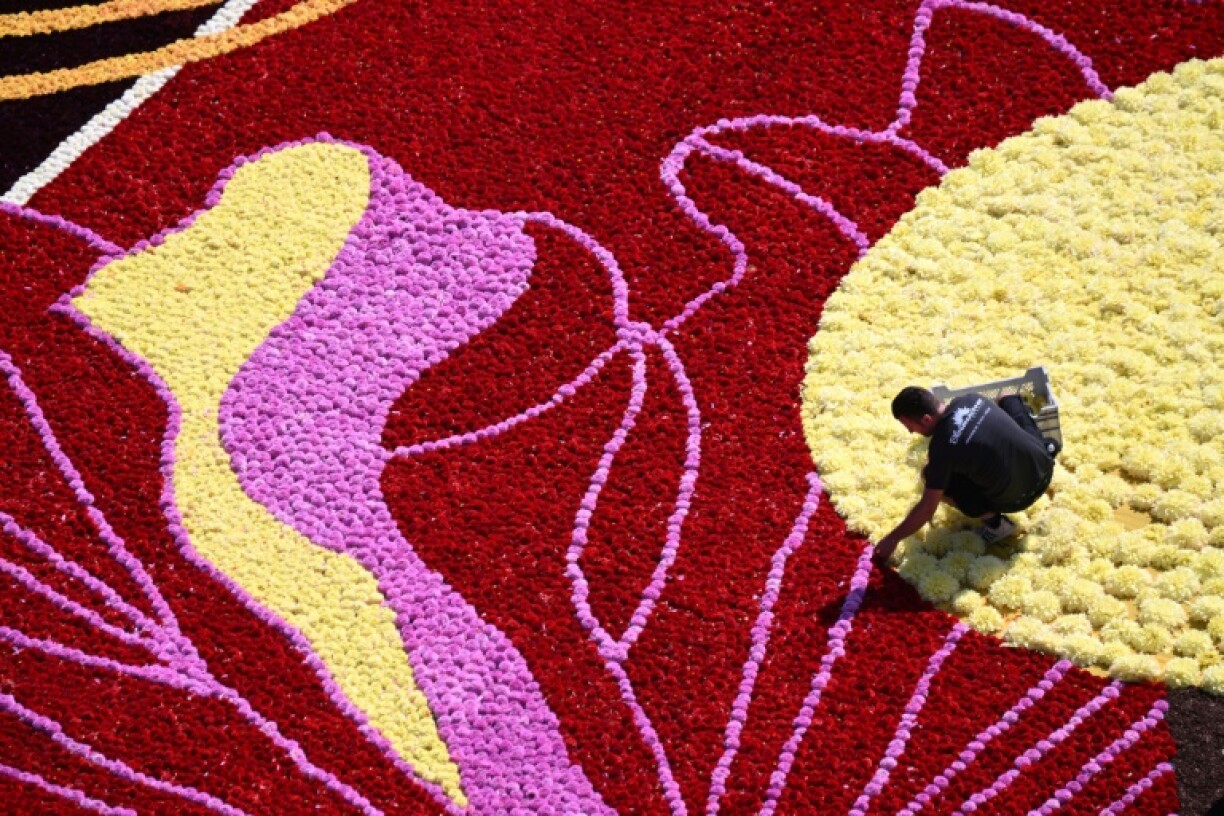 Un bénévole travaille à la réalisation d'un tapis de fleurs sur la Grand-Place à Bruxelles, le 15 août 2024