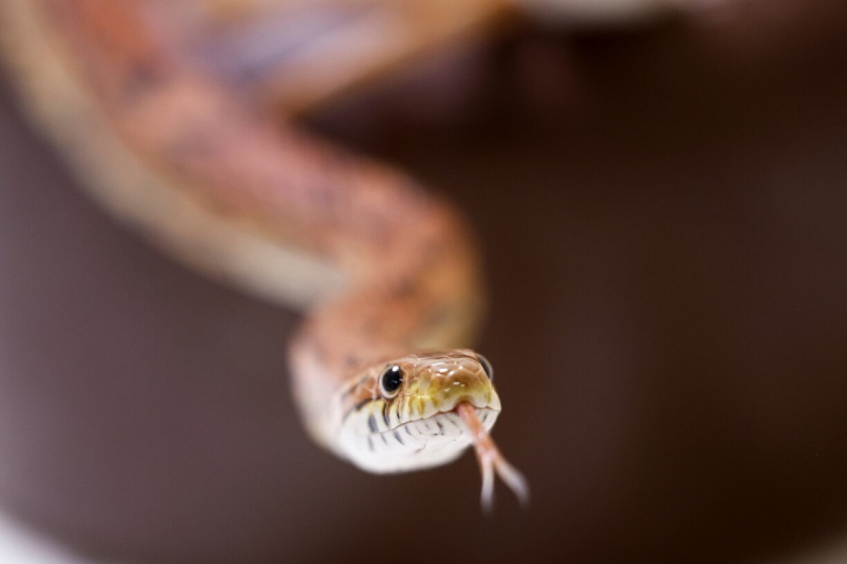 En Rhénanie-du-Nord-Westphalie, une femme a tenté de se débarrasser d’un serpent des blés vivant, dans la poubelle d’un train régional.