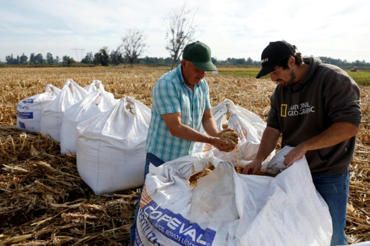 Javier Munoz and his father Ramon hope to expand their production area next year from one hectare to five