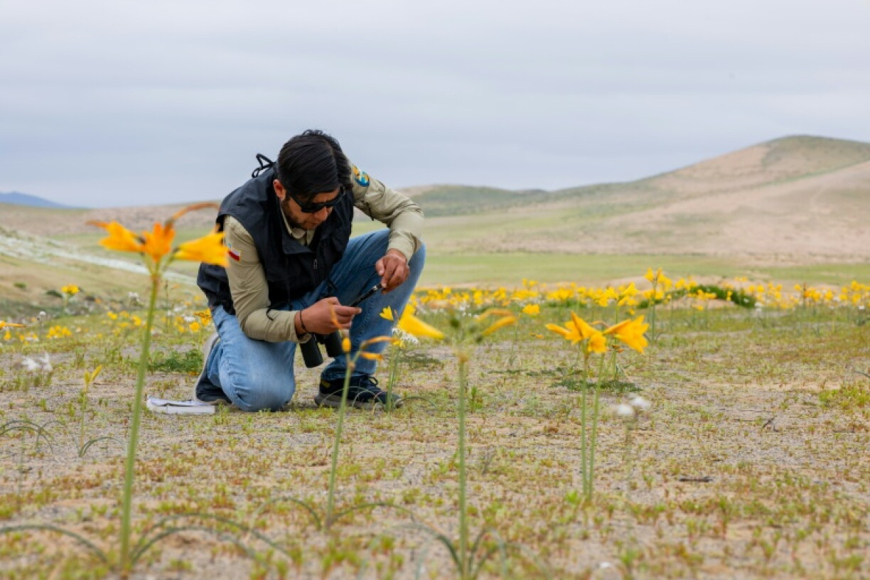 Un chercheur documente les fleurs sauvages qui ont poussé dans le désert d'Atacama, près de Copiapó, dans le nord du Chili, le 17 septembre 2026
