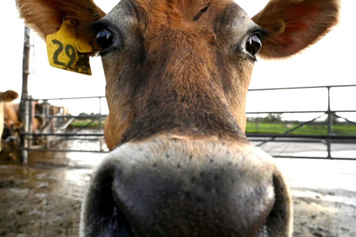 Butter prices have soared in dairy export giant New Zealand, latest figures show, with local supplies cut short as the industry chases fatter profits overseas.