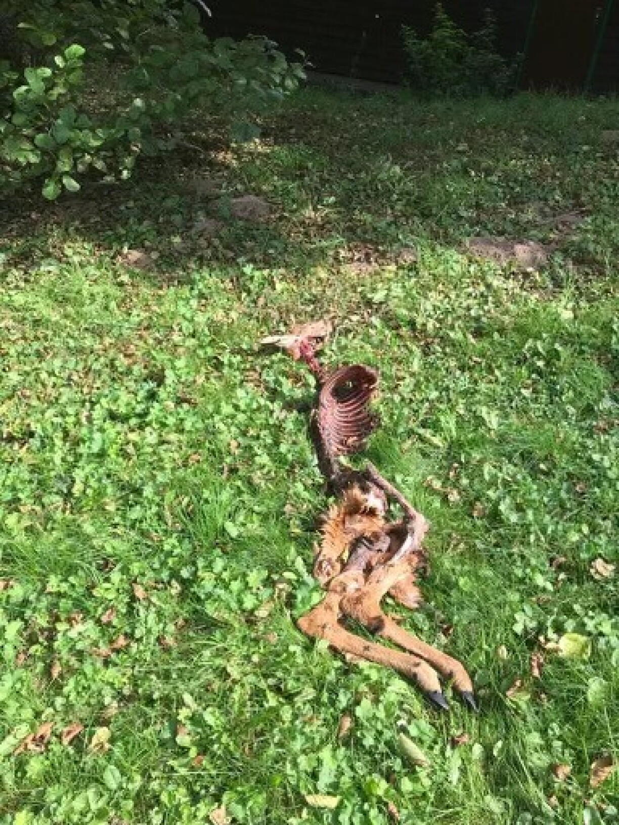La photo qui nous a été envoyée par une résidente de la commune