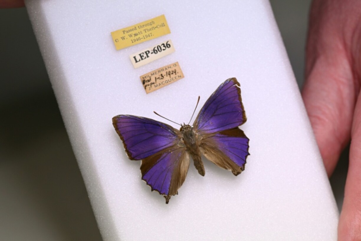 Specimens stolen from Australia are still being discovered in collections around the world