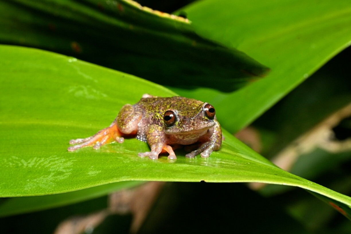 Un spécimen d'une nouvelle espèce de grenouille découverte au Costa Rica, connue sous le nom de