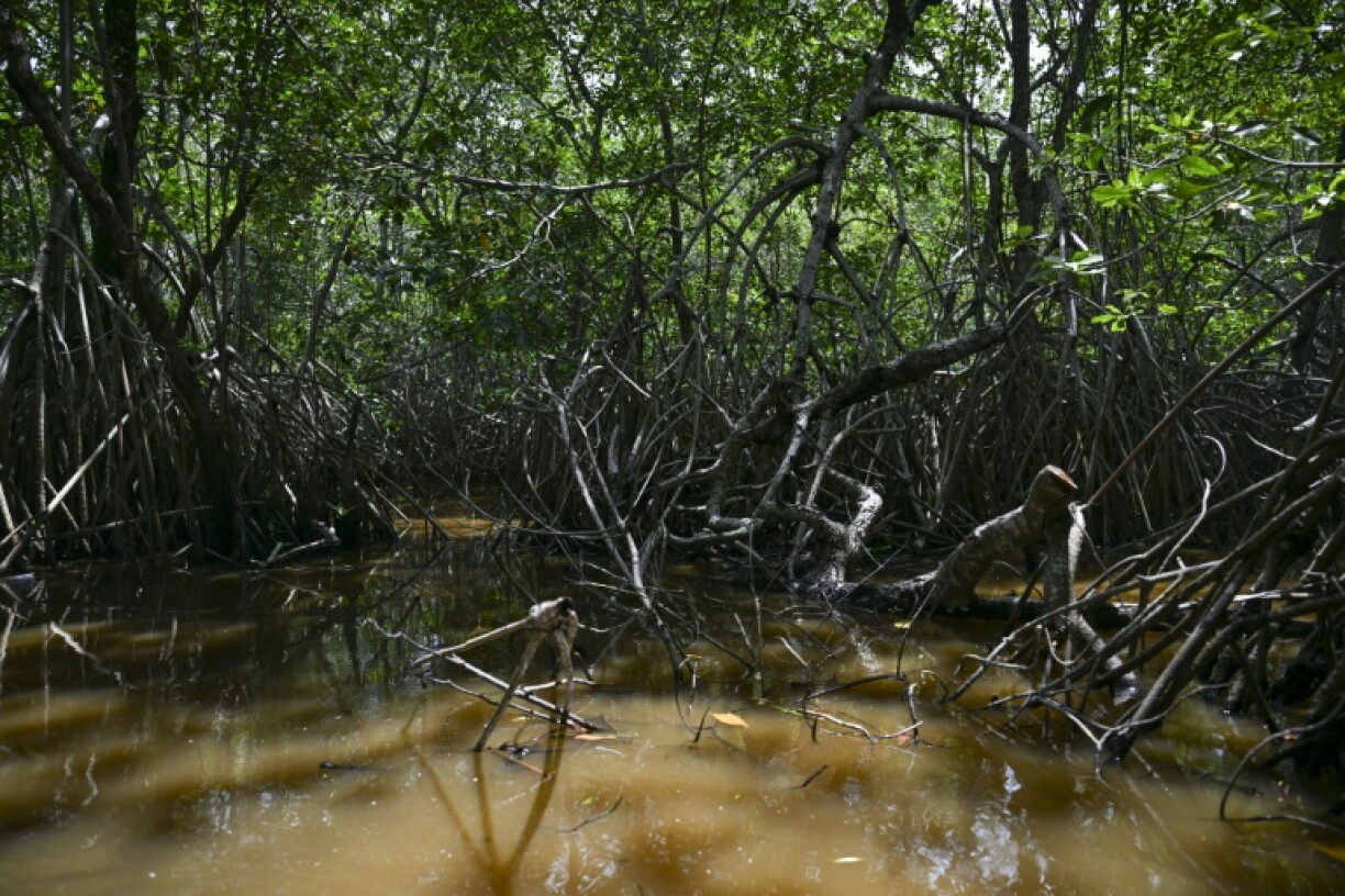 A mangrove forest surrounds a lagoon where conservationists released baby tropical gar to try stimulate the local population of the carnivorous fish