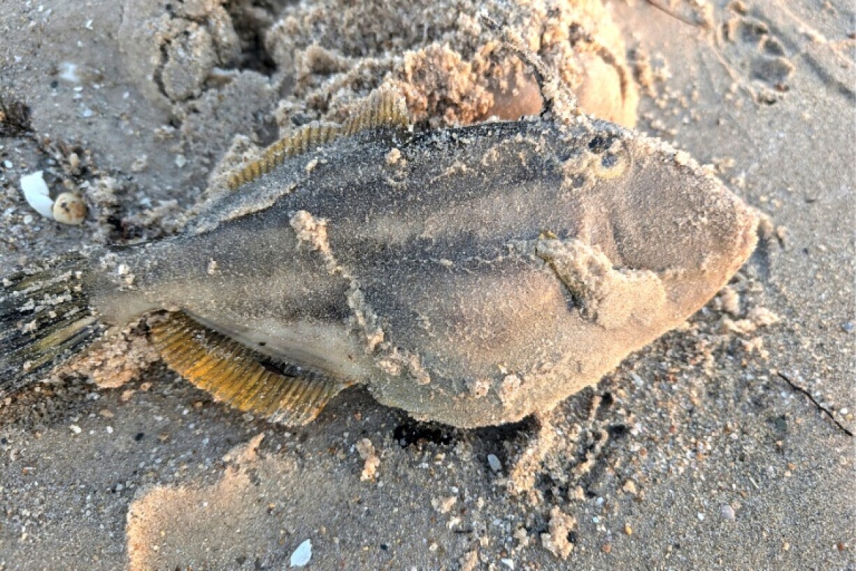 The algae -- Karenia mikimotoi -- is causing mass deaths in species including sharks, rays, crabs and octopuses