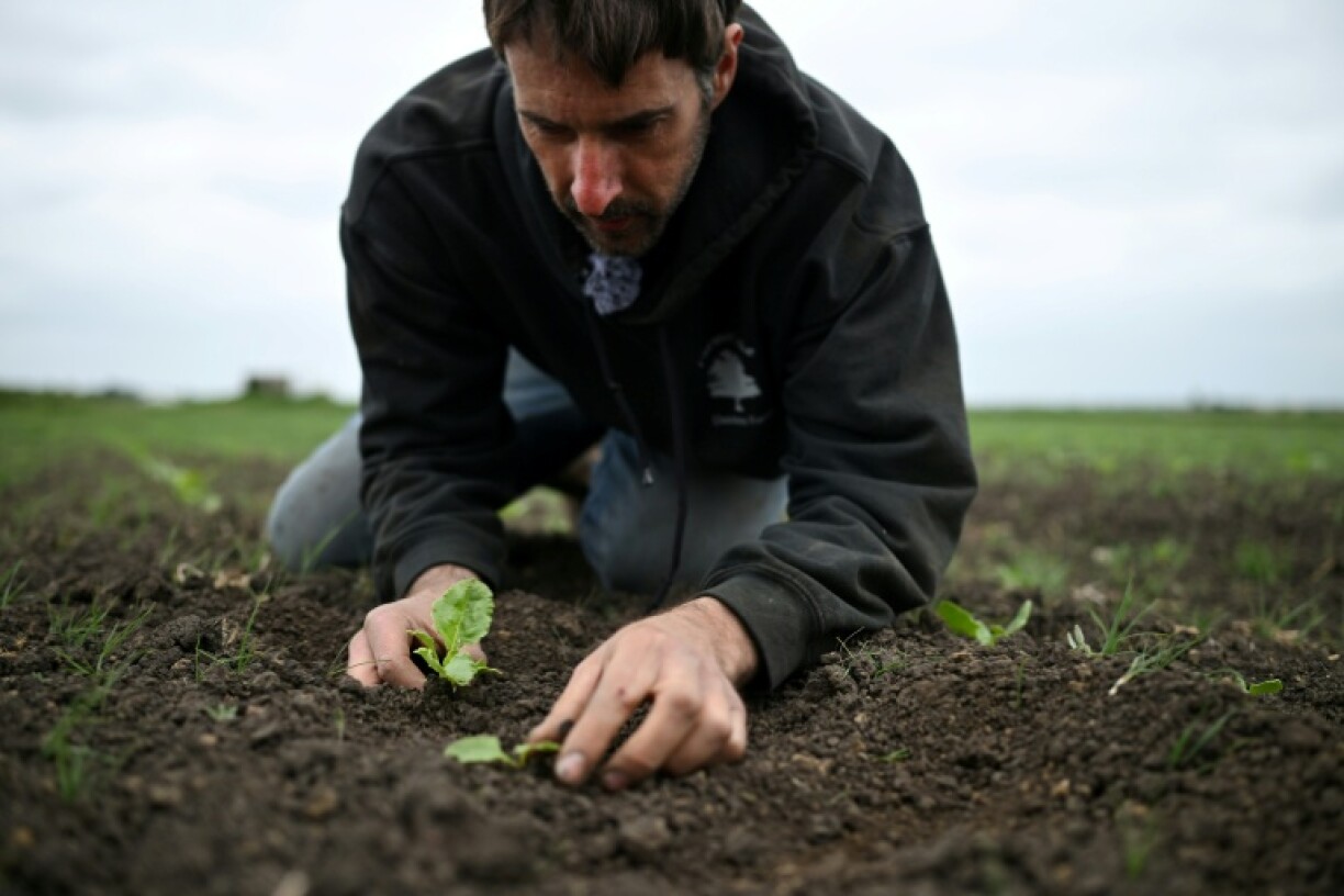 Farmer Luke Abblitt inspects his crop of sugar beets on Daintree Farm in Cambridgeshire which he says are half the size they should be due to lack of rain