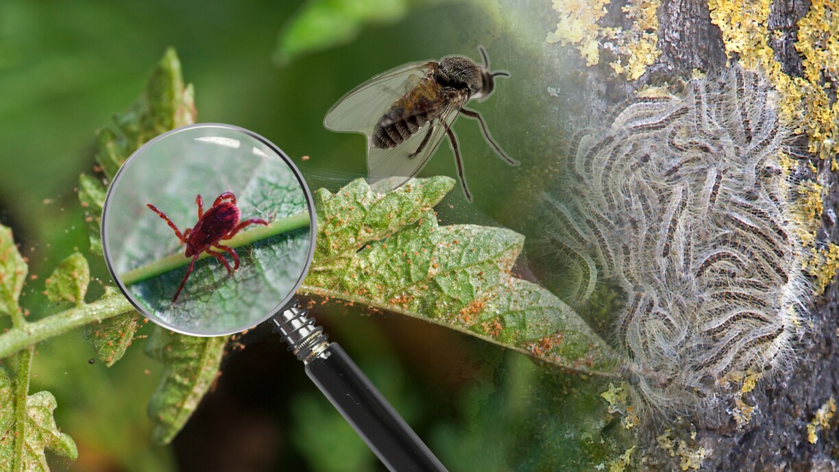 Si l'invasion des chenilles urticantes est bien réelle, d'autres insectes sont suspectés de provoquer des démangeaisons.
