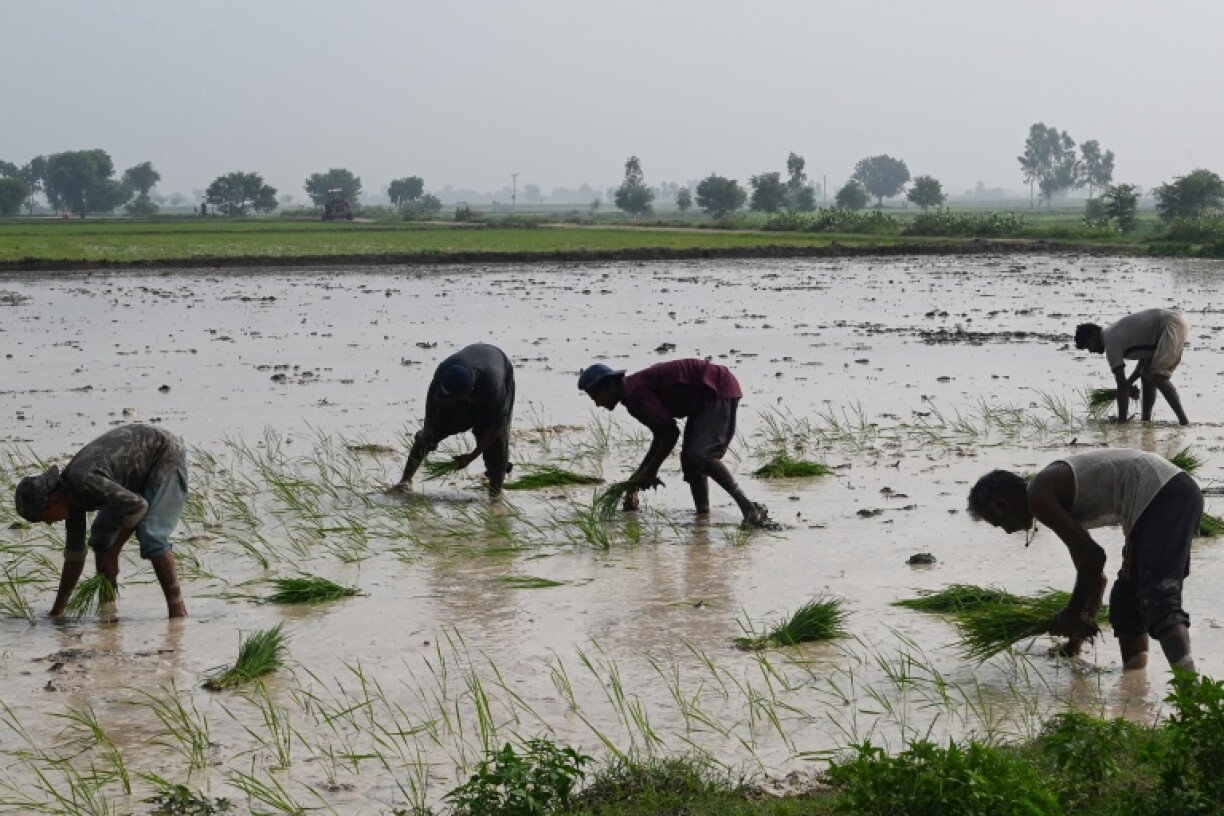Around two thirds of methane emissions come from anthropogenic sources, such as rice farming