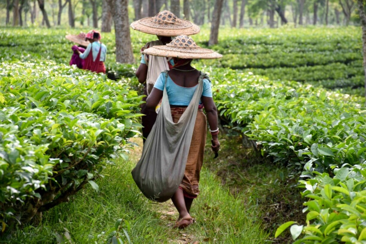Indian labourers pluck tea leaves at a plantation