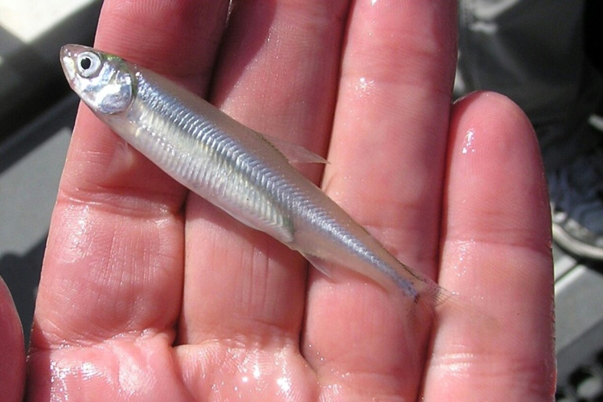 This handout photo provided by the US Fish and Wildlife Service (USFWS) shows a delta smelt fish on November 8, 2010 in California