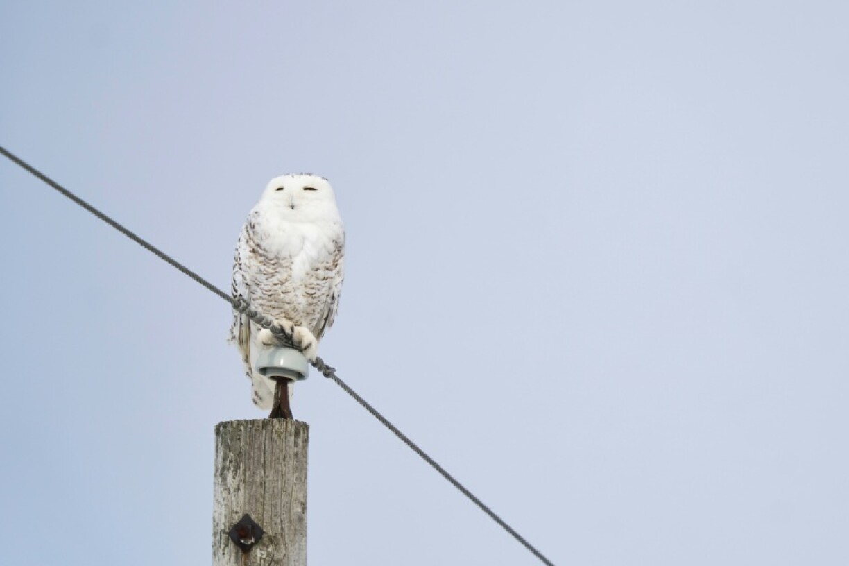 Une chouette harfang des neiges perchée sur un poteau électrique près de Strathroy, en Ontario, le 24 février 2026 au Canada