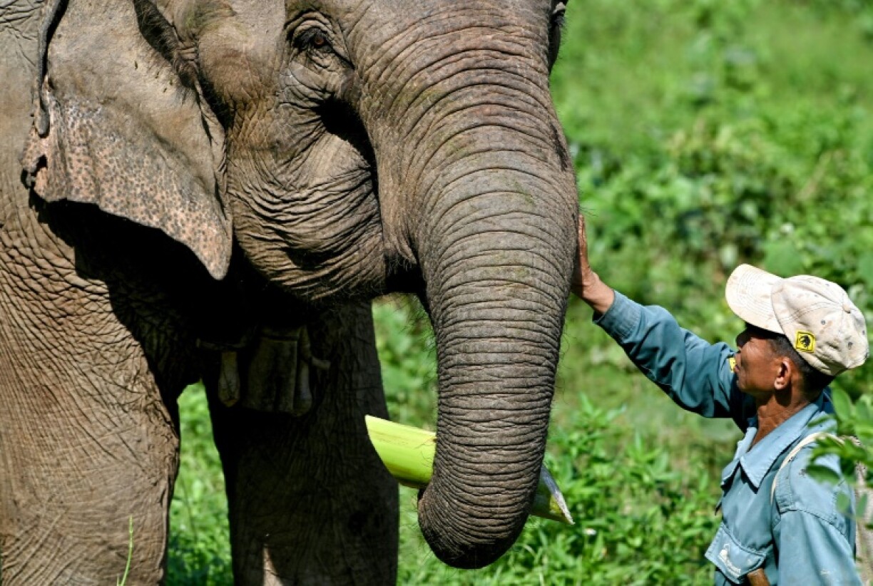 A mahout feeds an elephant at the Elephant Conservation Center, where researchers are hoping to help rejuvenate a decimated population