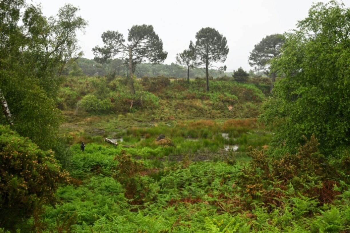 Cultivated peatlands account for some five percent of greenhouse gas emissions