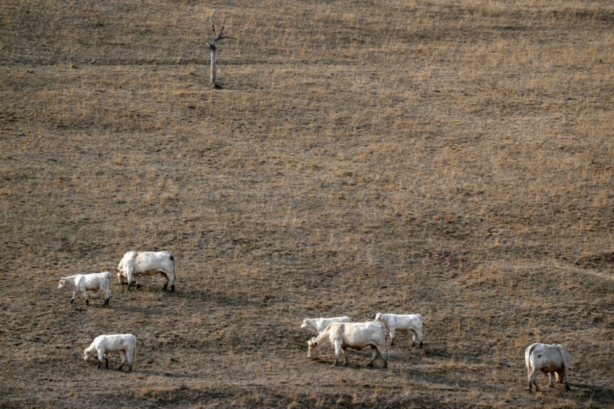 Des vaches dans un champ à Saint-Nizier-sous-Charlieu, près de Roanne, le 15 août 2026