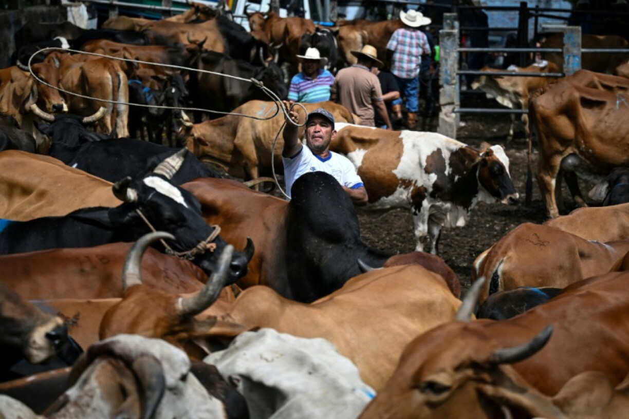 El Salvador has declared a state of maximum alert over a drought linked to El Nino, which is wiping out crops and causing livestock deaths