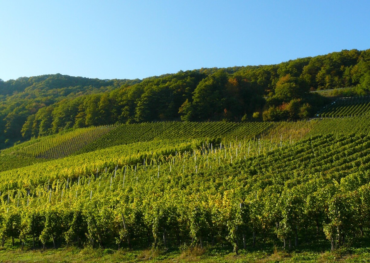 The concept of terroir has become increasingly important over the past years