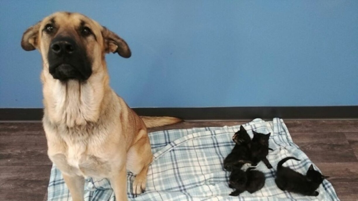 La chienne Serenity pose près d'une portée de chatons qu'elle a protégé du froid, dans un refuge pour animaux à Chatham, au Canada, le 17 novembre 2019