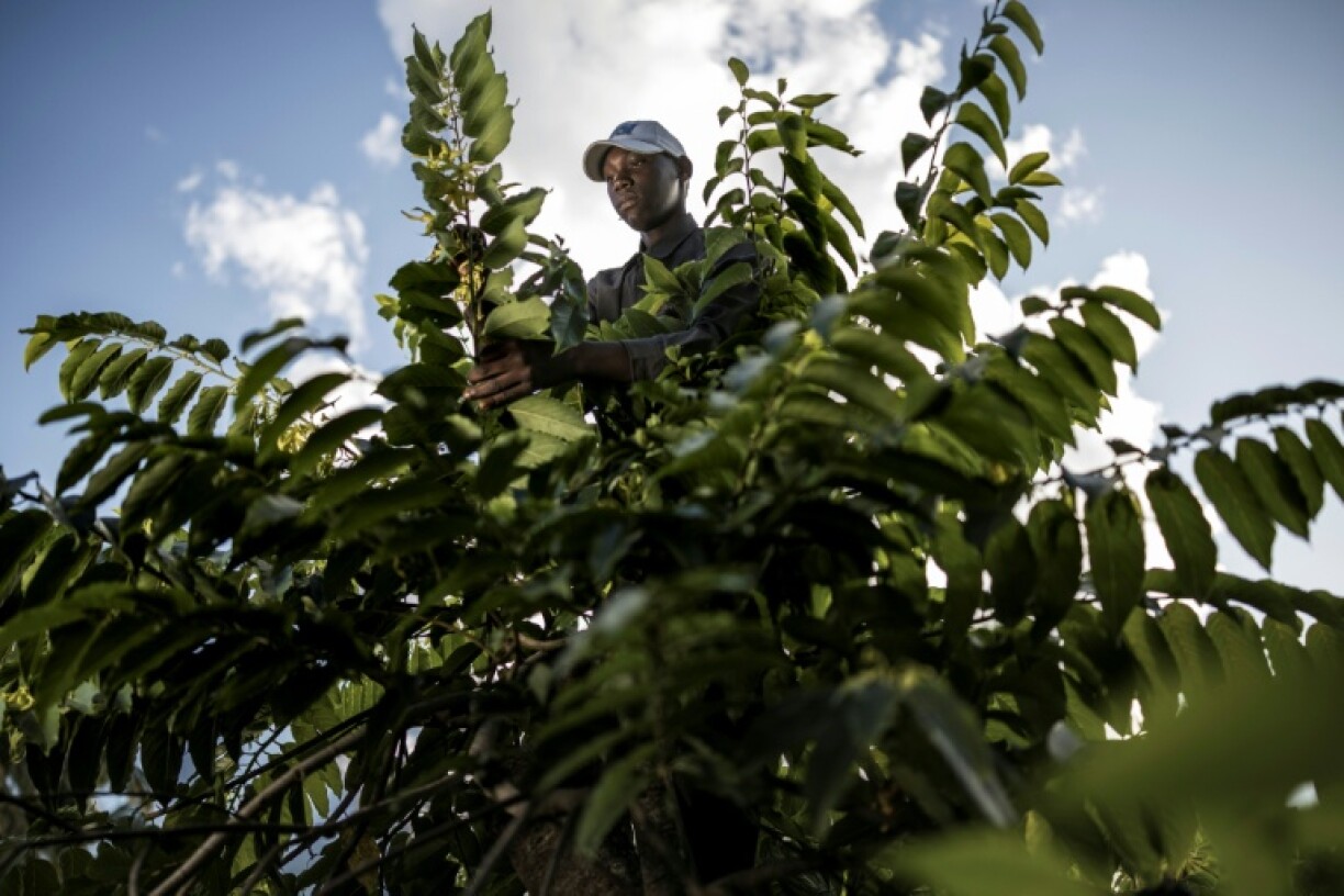 The forests have been ravaged by farming, the need for wood to distil the ylang-ylang essential oil, and the production of traditional carved wooden doors
