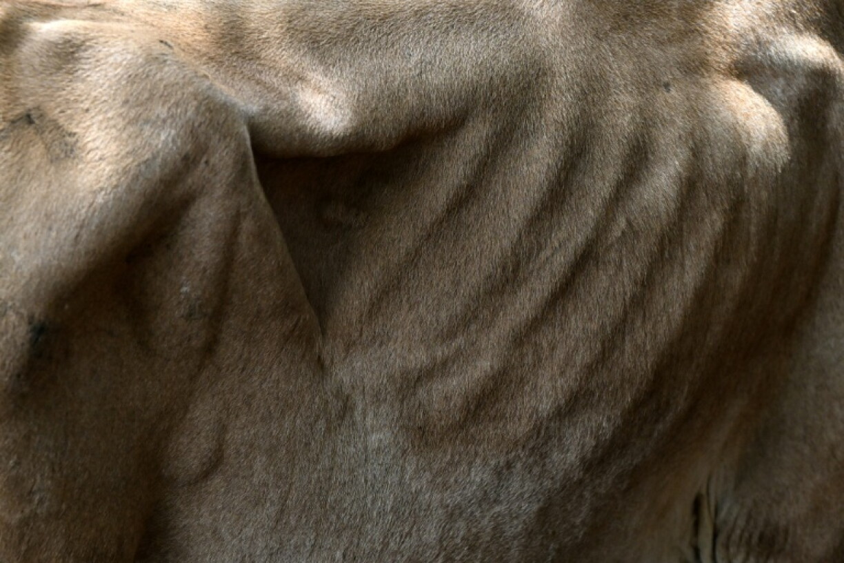 Prices for livestock have collapsed in El Salvador as farmers seek to offload desperately thin animals that they can no longer afford to feed