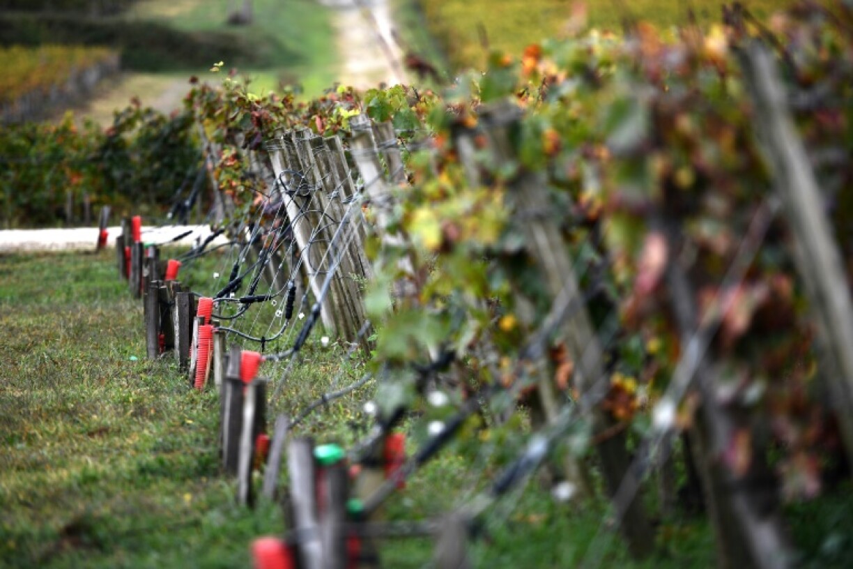 Des câbles électriques chauffants dans les rangées de vignes du Château La Tour Carnet, le 19 octobre 2023 à Saint-Laurent-Médoc, en Gironde