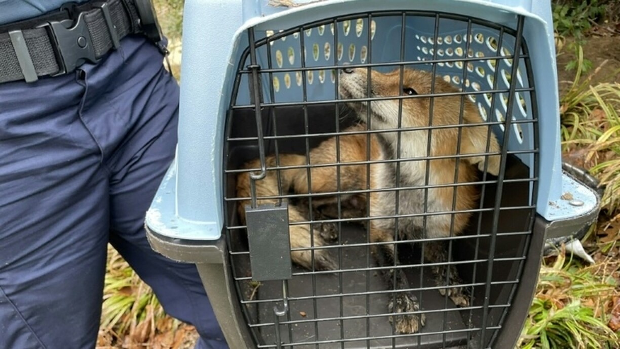 Photo fournie par la police du Capitole américain du renard capturé non loin du Congrès le 5 avril 2022 à Washington