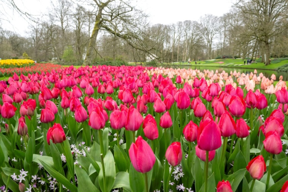 Le jardin de Keukenhof, à Lisse, le 21 mars 2024 aux Pays-Bas
