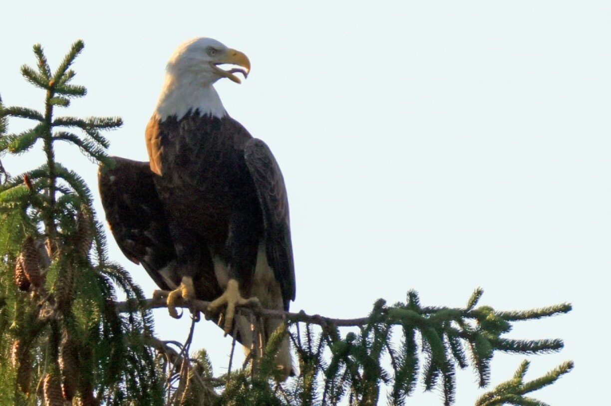 The survival of America's symbol, the bald eagle, has been credited to the Endangered Species Act