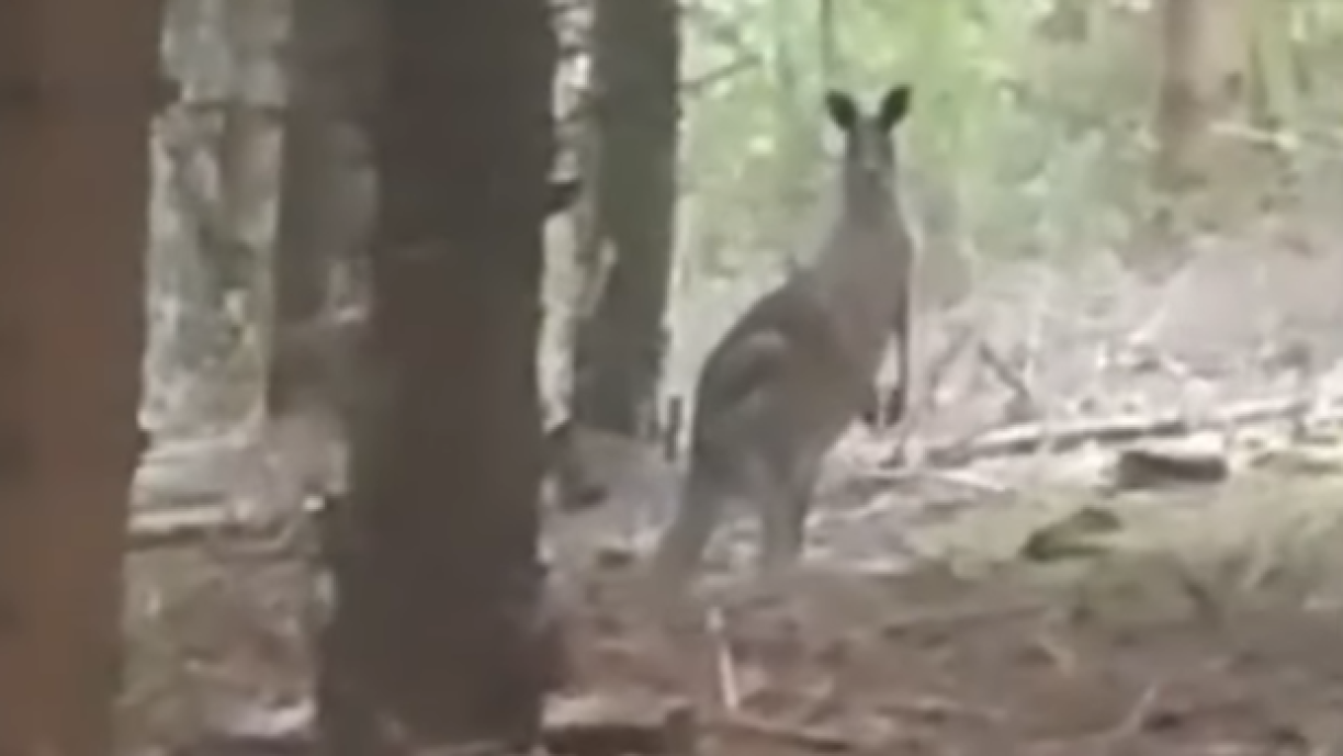 Bild aus engem Youtube-Video