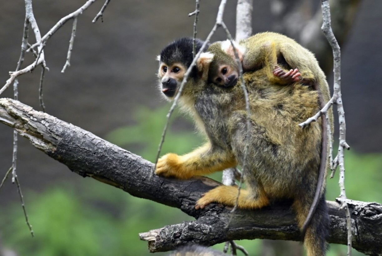 Black-capped squirrel monkeys: also unbothered by weak human yodelling