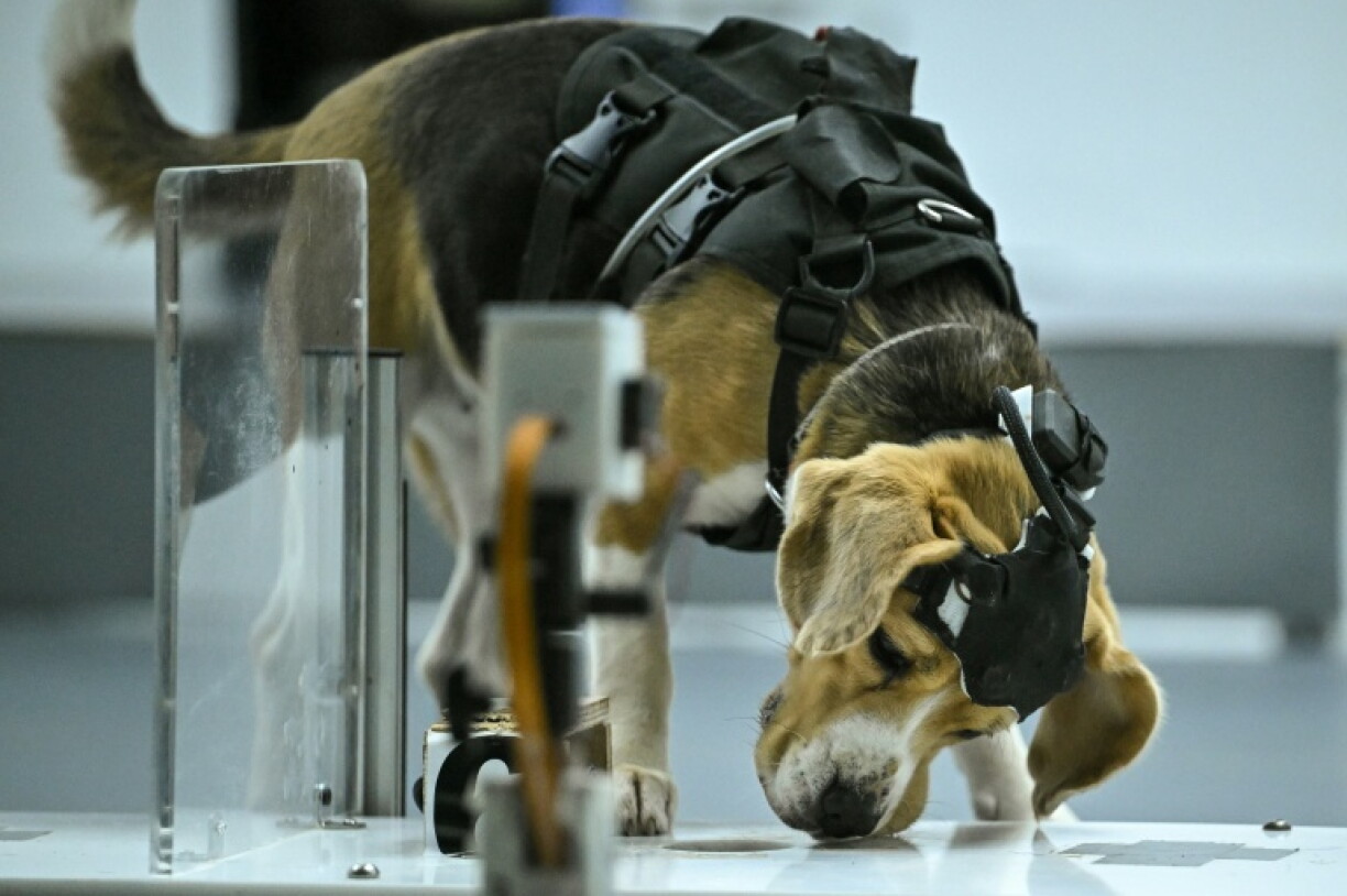 Un chien beagle, équipé d'un casque et de capteurs, renifle un échantillon lors d'un test de détection au laboratoire du centre Dognosis, le 28 juillet 2026 à Kempohalli, en périphérie de Bangalore, en Inde