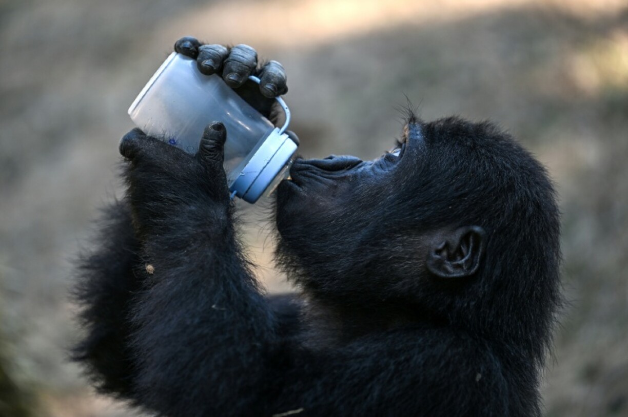 Zeytin, whose name means 'olive' in Turkish, is believed to be an endangered Western lowland gorilla