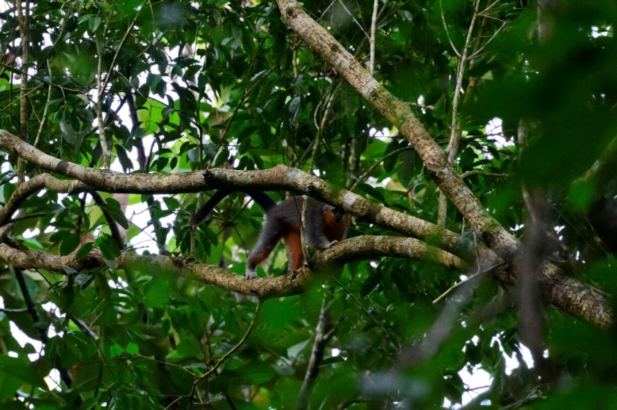 Known locally as zogue-zogue and by scientists as Plecturocebus grovesi, the house cat-sized Groves' Titi monkey is found only in Brazil's Mato Grosso state