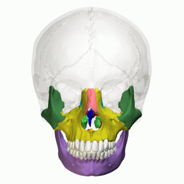 The facial skull.