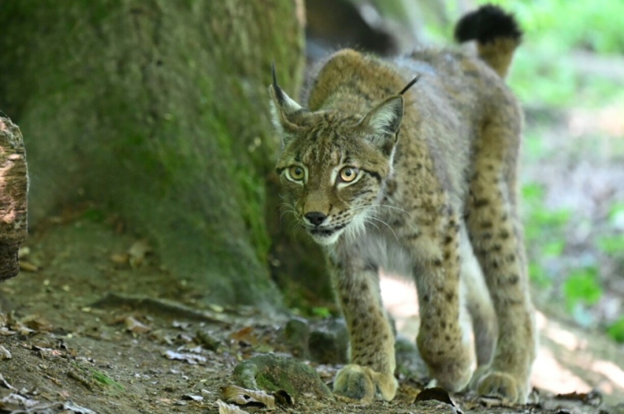 Un lynx femelle photographié au parc animalier de Sainte-Croix (Moselle) le 15 juin 2022
