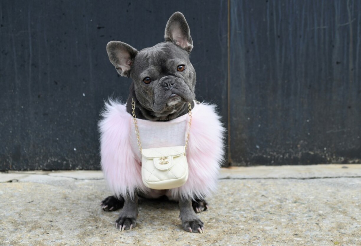 Un bouledogue français, portant une pochette Chanel, à l'entrée d'un studio de la Fashion Week new-yorkaise, le 16 février 2021