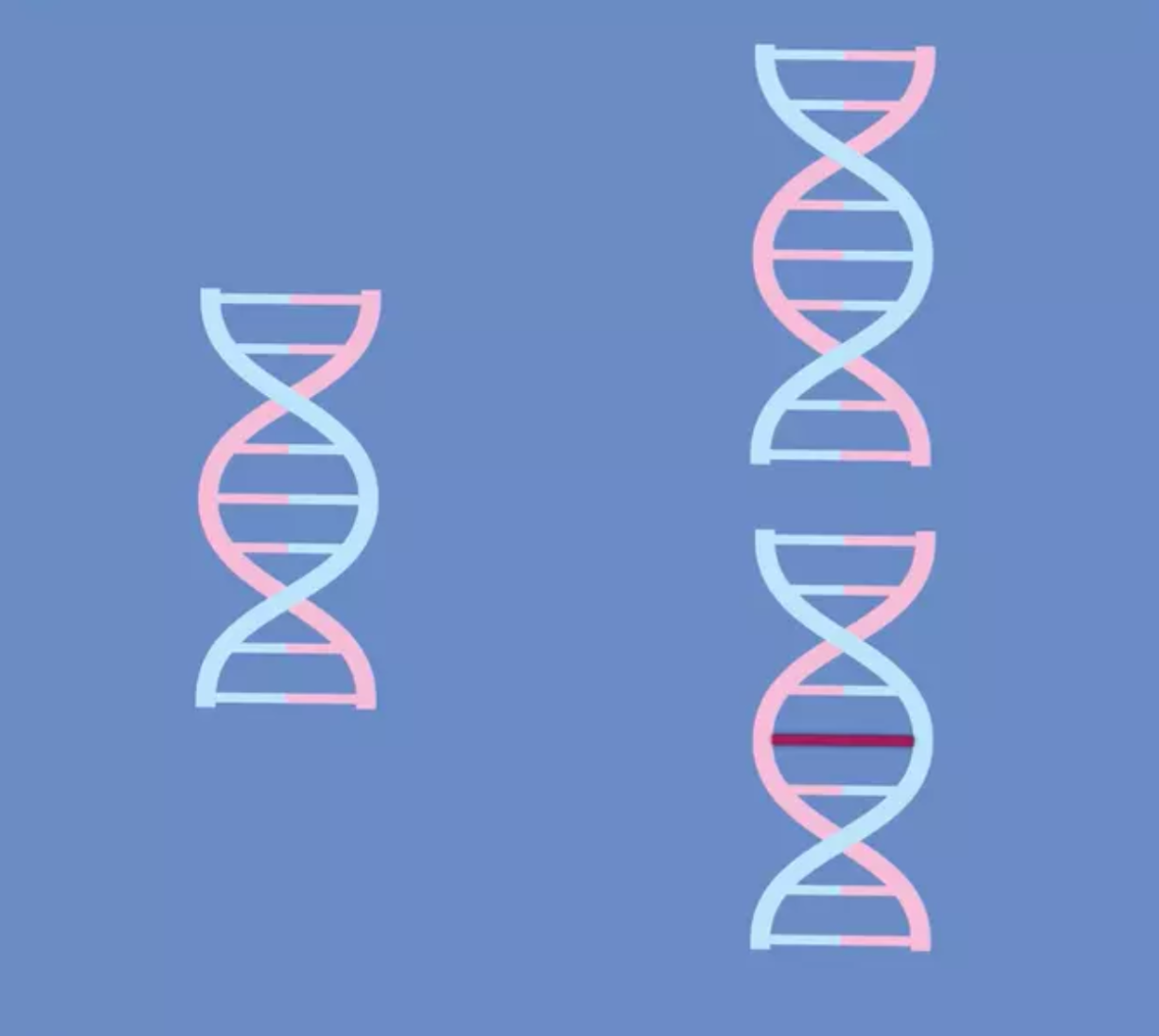 À gauche : ADN intact. En haut à droite : ADN intact ; en bas à droite : ADN défectueux. Lors de la réplication de l'ADN, une erreur (une mutation) est apparue, représentée ici de manière simplifiée par un trait rouge.