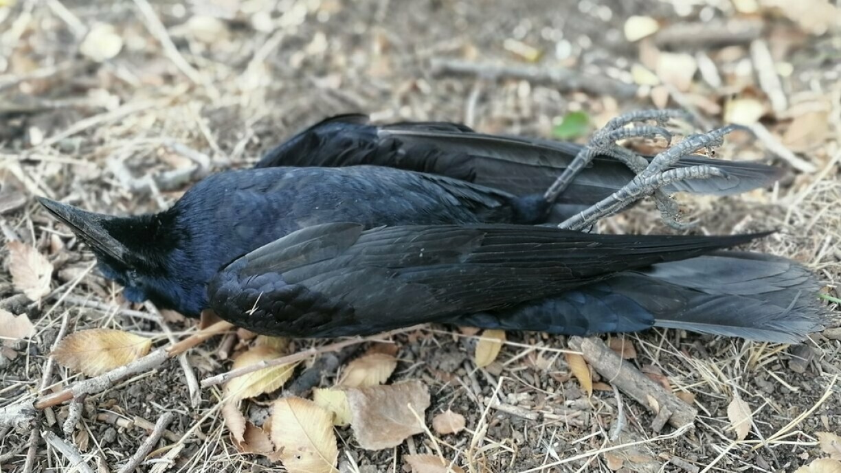 Image d'illustration