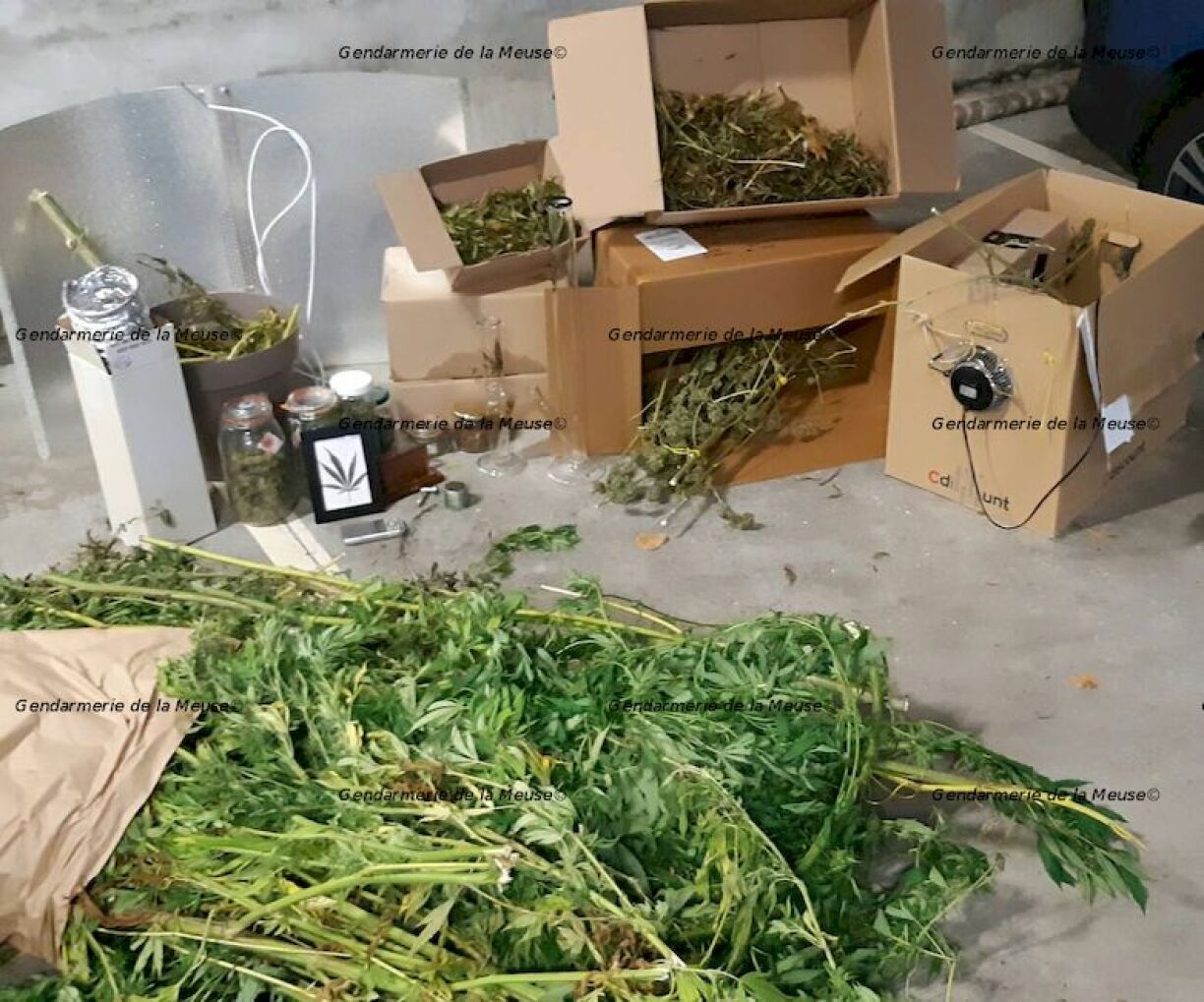 Les pieds de cannabis découverts à Verneuil Grand ont été saisis et photographiés par la gendarmerie en charge