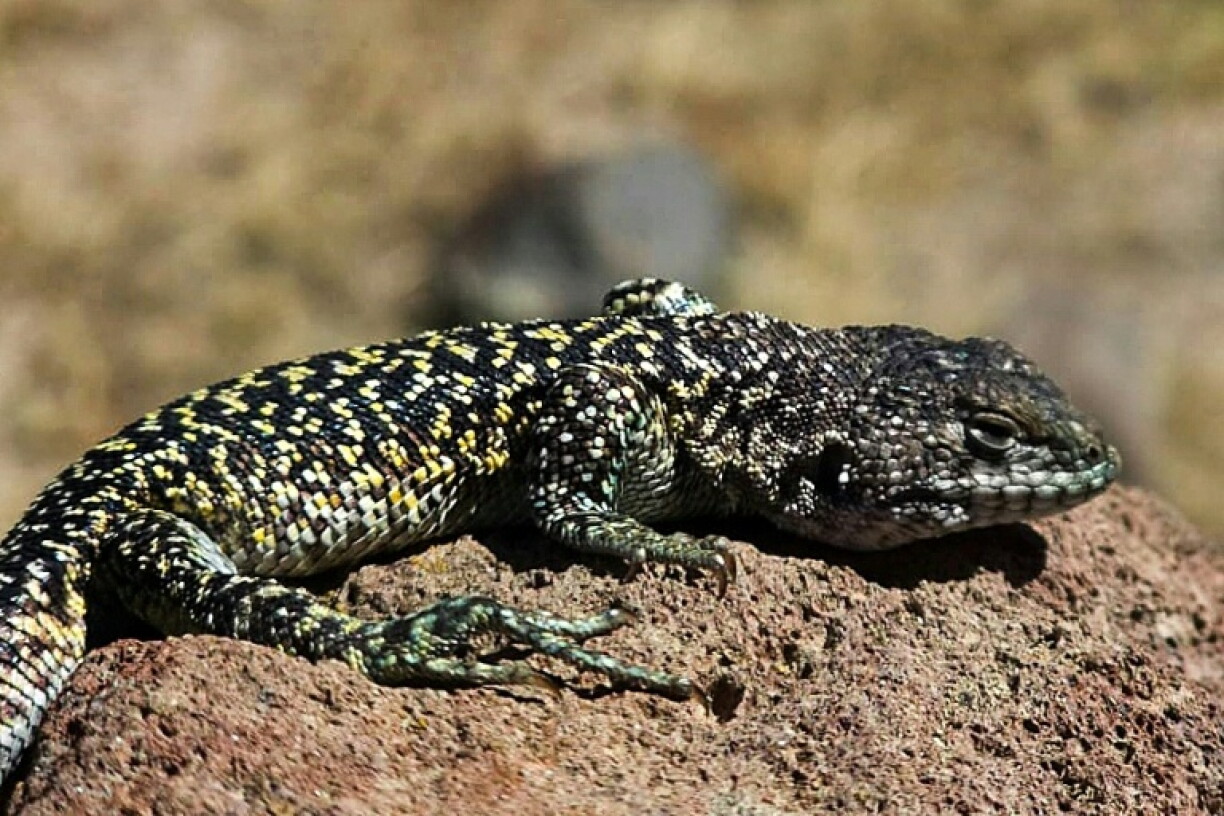 The newly discovered lizard (Liolaemus archipensis) was found in the high Andean puna