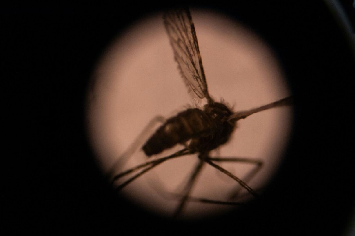 Experts warn that climate change will create better conditions for malaria mosquitos