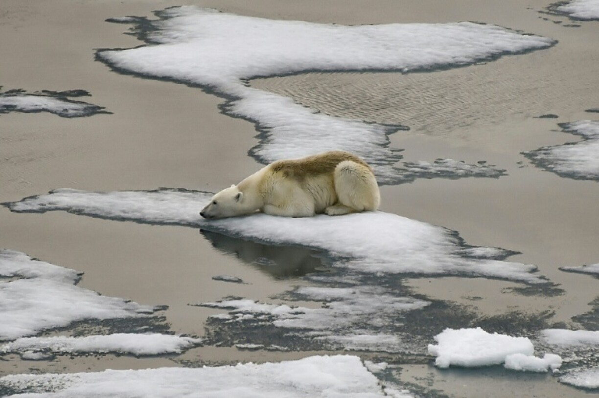 The loss of polar ice spells disaster for numerous species, robbing polar bears, seals, and penguins of crucial habitat used for shelter, hunting, and breeding