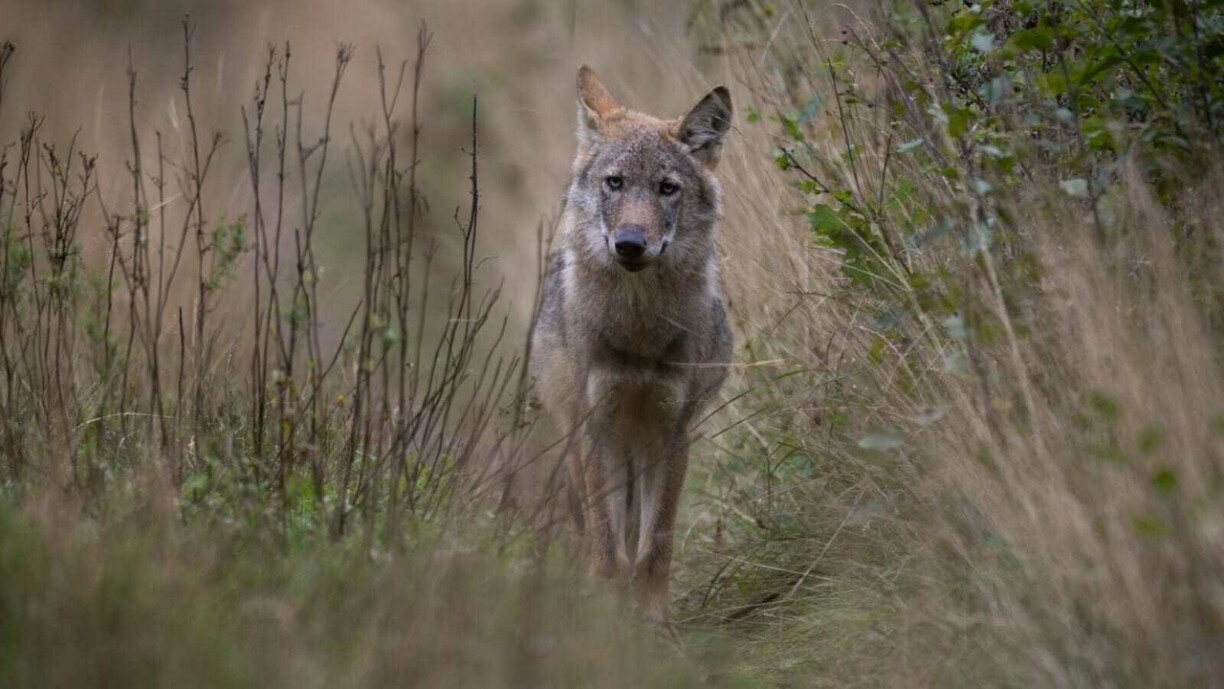 E Wollef an Niedersachsen.