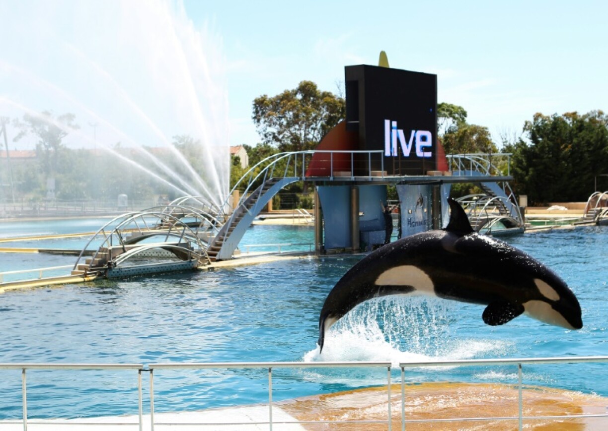 Marineland has until December 2026 to part with its two remaining orcas