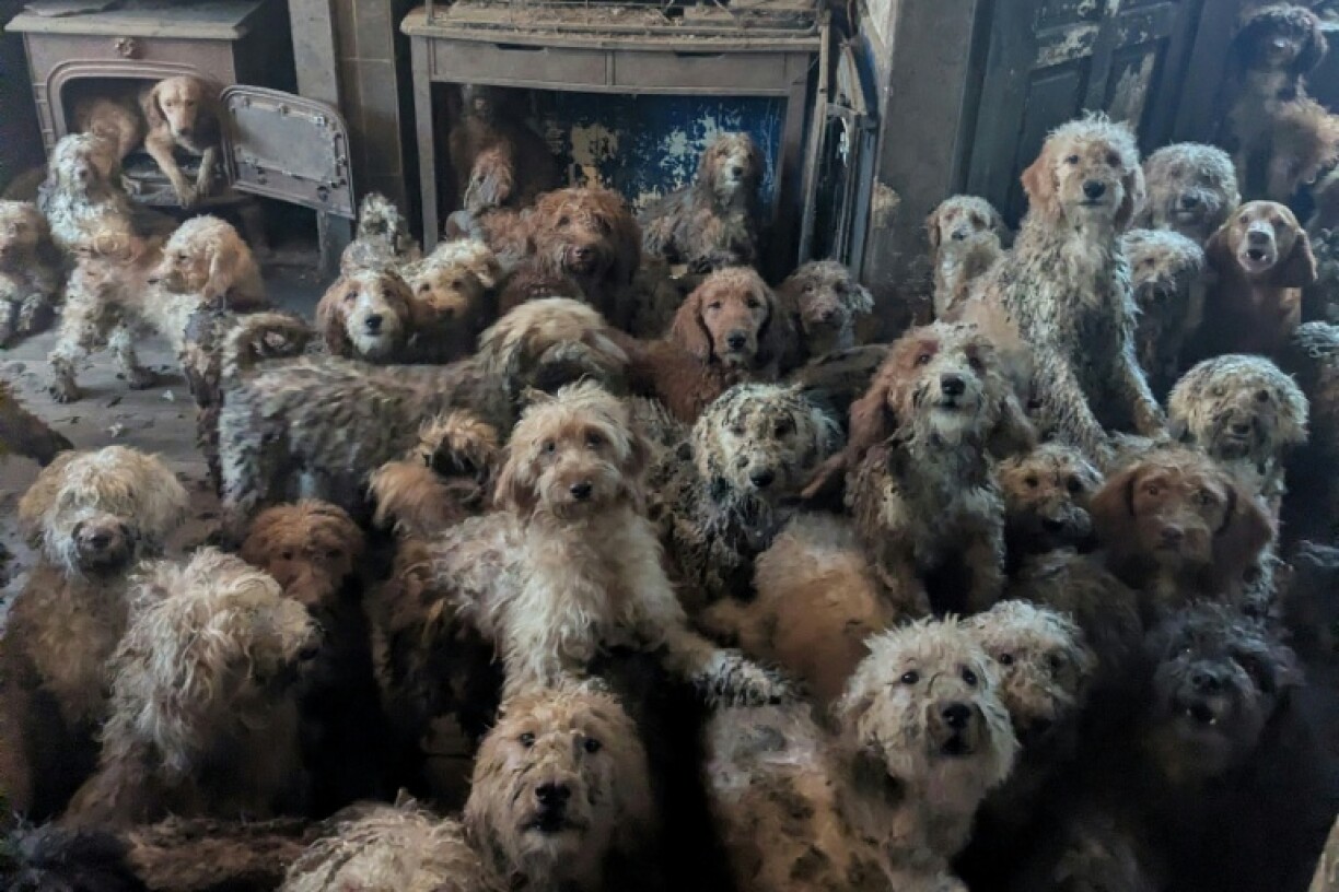 Photo non datée transmise à l'AFP le 9 avril 2026 par l'association RSPCA, montrant une partie des chiens retrouvés entassés dans une maison au Royaume-Uni