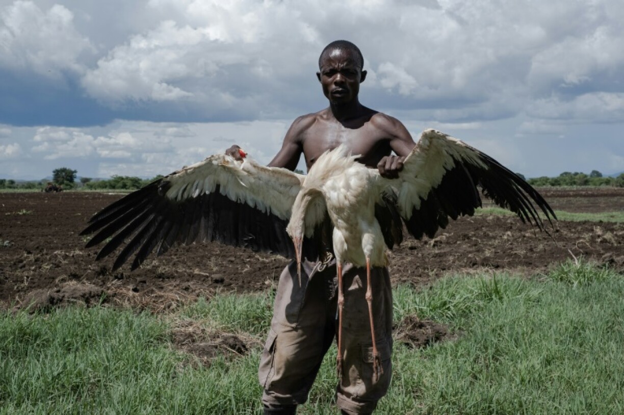Locals use poisoned rats to lure the birds then pounce when they are incapacitated