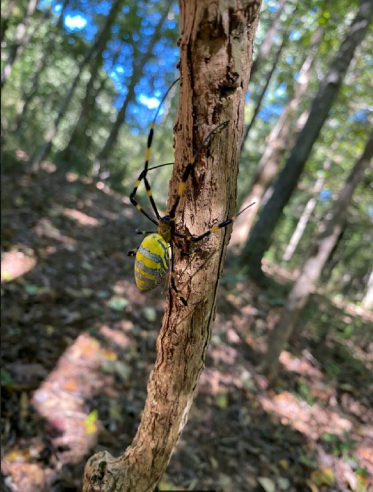 Photo non datée fournie par l'Université de Géorgie d'une araignée Joro, espèce qui se répand sur la côte est des Etats-Unis
