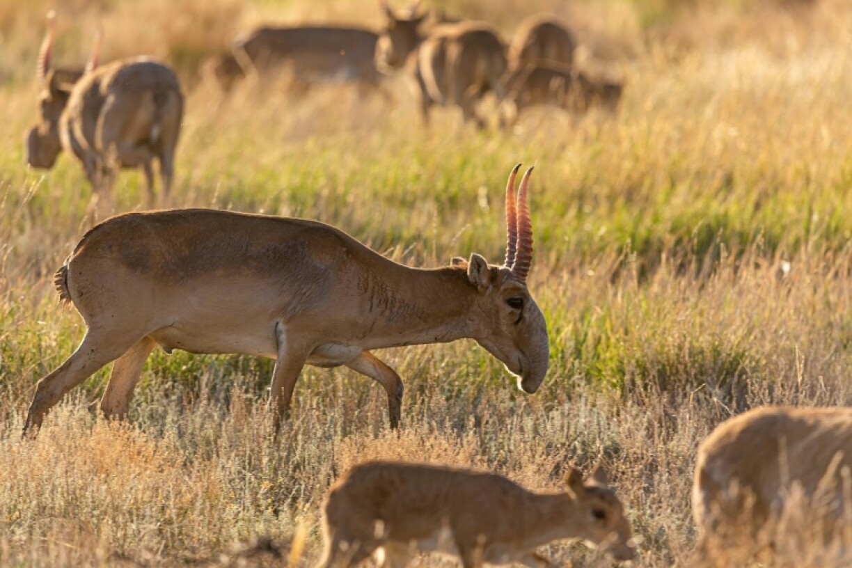 Saiga antelopes graze on a prairie outside Almaty